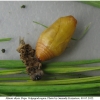 min dryas pupa1 volg